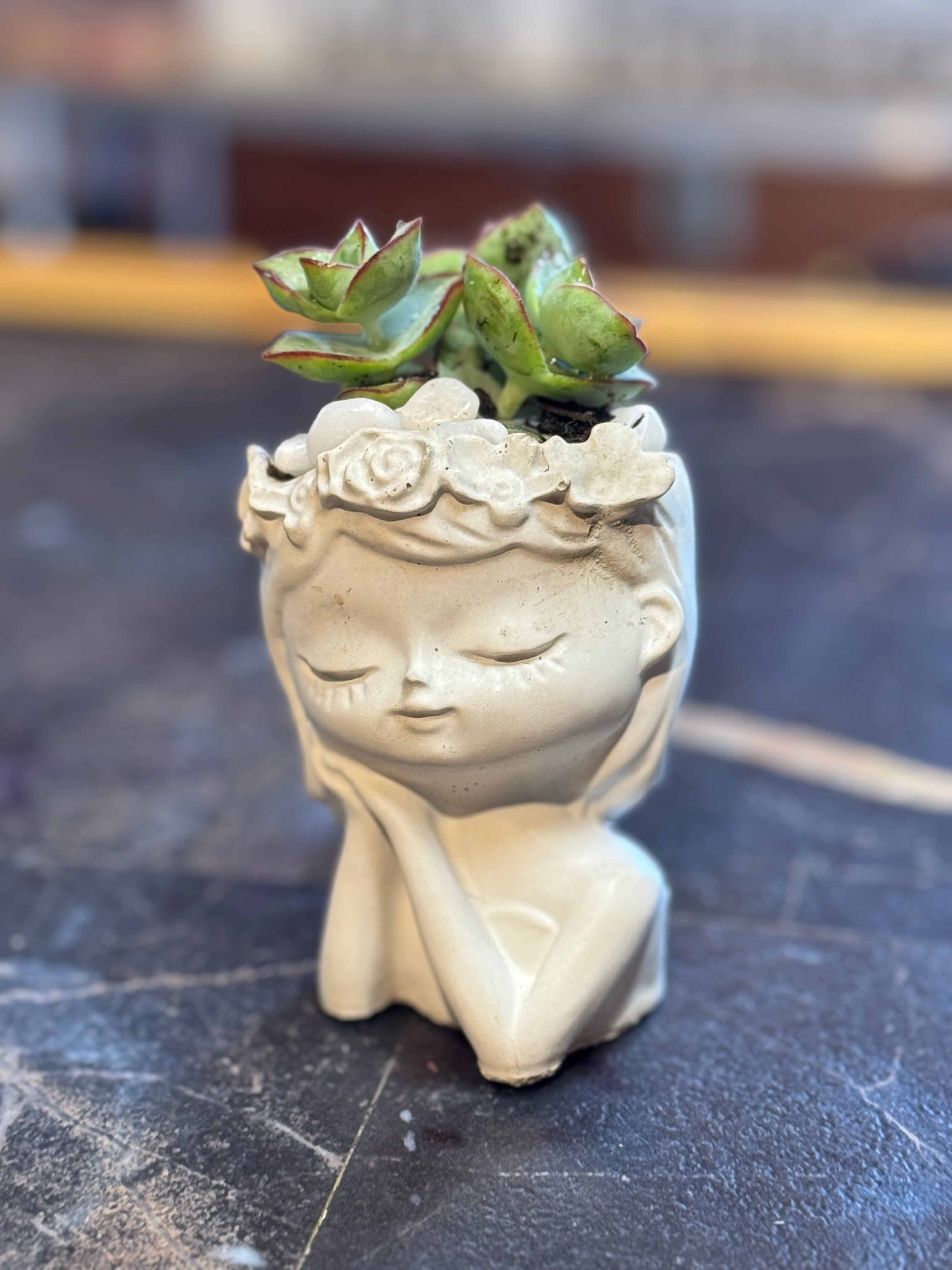 Succulents